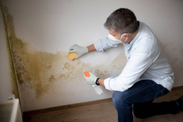 Best Comprehensive Air Testing for Mold Contaminants  in Kendall West, FL